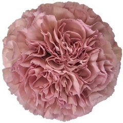 Dianthus Single Lege 70cm