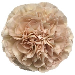 Dianthus Single Lege Marrone 70cm