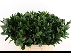 Ruscus Hypophyllum 60cm