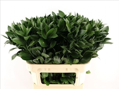 Ruscus Hypophyllum 80cm