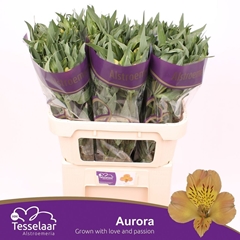 Alstroemeria Aurora 75cm 75gr.