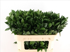 Ruscus Hypophyllum 70cm