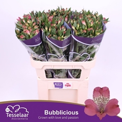 Alstroemeria Bubblicious 75cm 70gr.