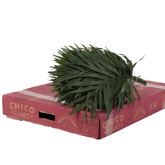 Chamaedorea Chico Leaf Per Bunch 45cm