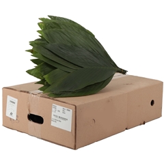 Chamaedorea Metallica Per Bunch 50cm