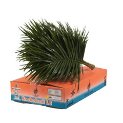 Phoenix Roebeleni Per Bunch 60cm