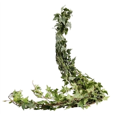 Hedera Twig Variegated 80cm