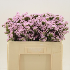 Limonium Sinuatum Lucia Pink 50cm 20gr.
