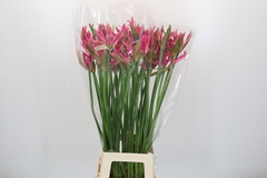 Nerine Pink Spunky 90cm