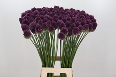 Allium Sphaerocephal 80cm