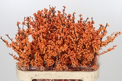 Ilex Verticillata Winter Gold 80cm