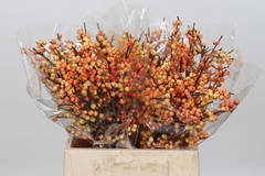 Ilex Verticillata Magical Cresgold 40cm