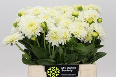 Dahlia White Cap 40cm