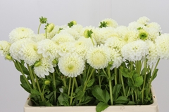 Dahlia Reycroft Jan 55cm