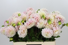 Dahlia Sweet Nathalie 55cm