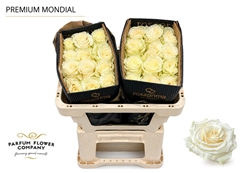 Rosa Mondial 50cm