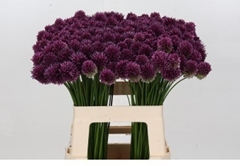 Allium Sphaerocephal 60cm
