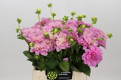Dahlia Vera Louise 45cm