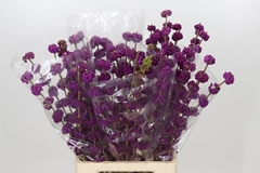 Callicarpa Bodinieri Giraldii 80cm