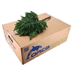 Rumohra Adi Lederfarn Per Bunch 35cm