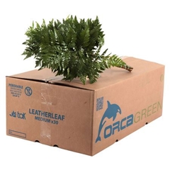 Rumohra Adi Lederfarn Per Bunch 45cm