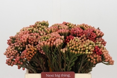 Brunia Laevis Red 40cm