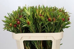 Leucadendron Ayoba Cherry Pearl 70cm