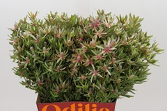 Leucadendron Ayoba Star Pearl 50cm Spray