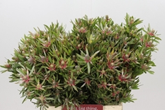 Leucadendron Ayoba Star Pearl 40cm Spray