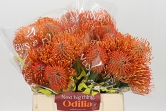Leucospermum Ayoba Mandarin Zest 40cm