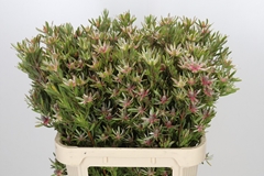 Leucadendron Ayoba Star Pearl 80cm Spray