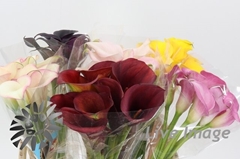 Zantedeschia Mixed 60cm