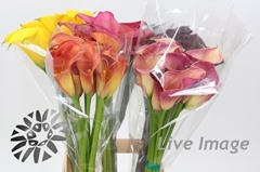 Zantedeschia Mixed 70cm