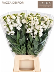 Matthiola Iron White 65cm