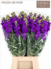 Matthiola Iron Purple 65cm