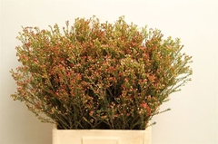Chamelaucium Blondie 70cm 30gr.