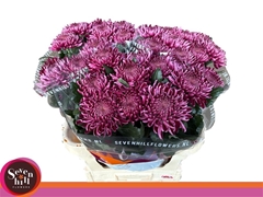 Chrysanth Single Bigoudi Purple 80cm 120gr.