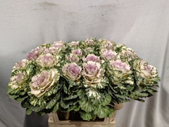 Brassica Empire Akilina 70cm
