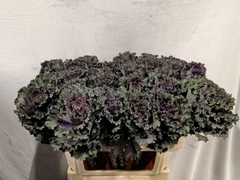 Brassica Black Angel 70cm