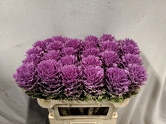 Brassica Crane Queen 70cm