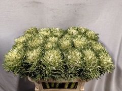 Brassica Crane Feather Snow 70cm