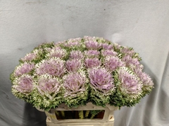 Brassica Crane King 70cm
