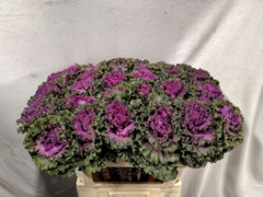Brassica Crane Ruffle Red 70cm