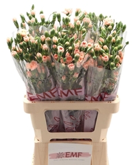 Dianthus Spray Hamada 65cm