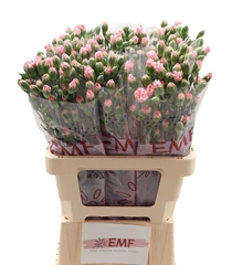 Dianthus Spray Rascal Pink 65cm
