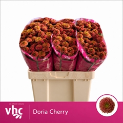 Chrysanth Santini Doria Cherry 55cm 52gr.