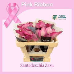 Zantedeschia Zazu 55cm