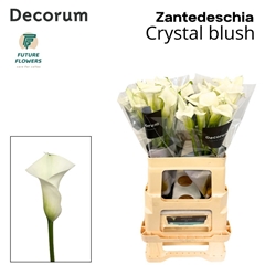 Zantedeschia Crystal Blush 60cm