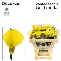 Zantedeschia Gold Medal 50cm