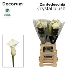 Zantedeschia Crystal Blush 70cm